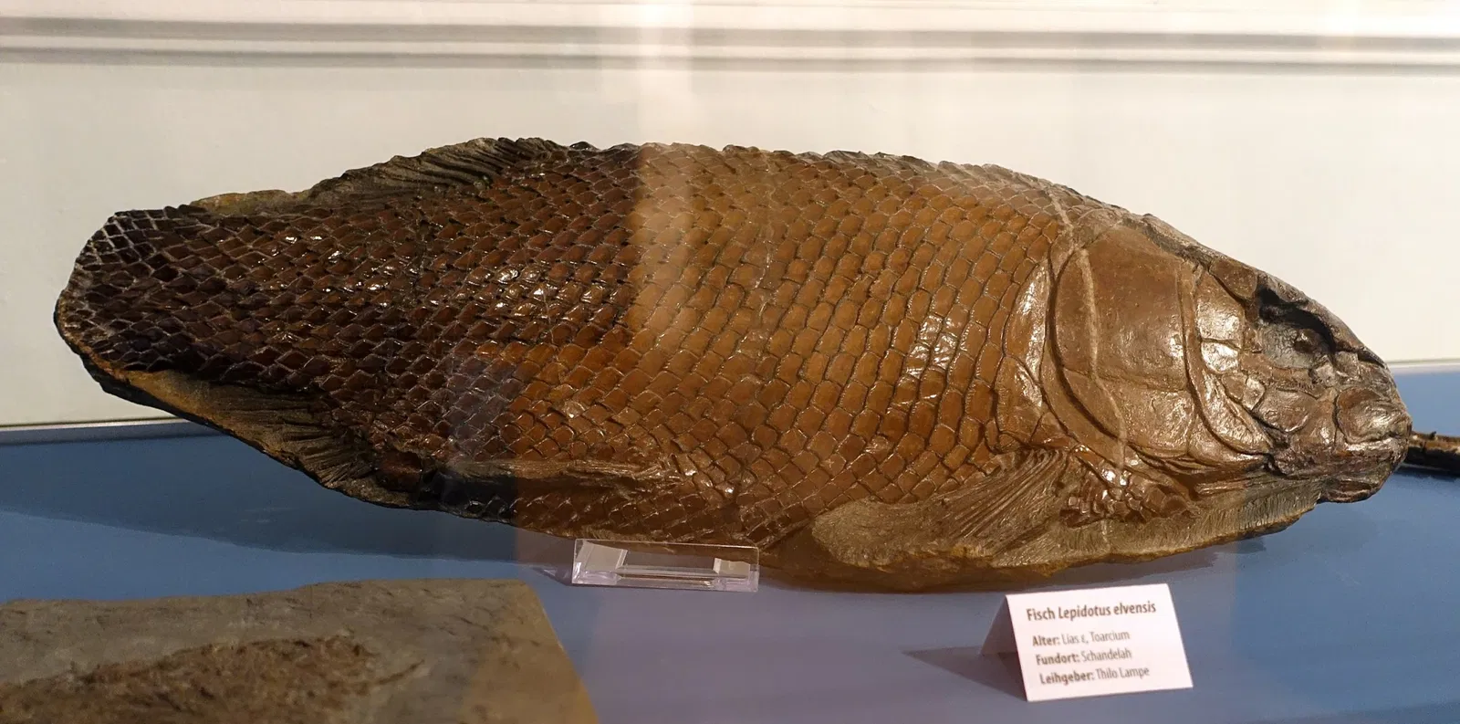 State Natural History Museum