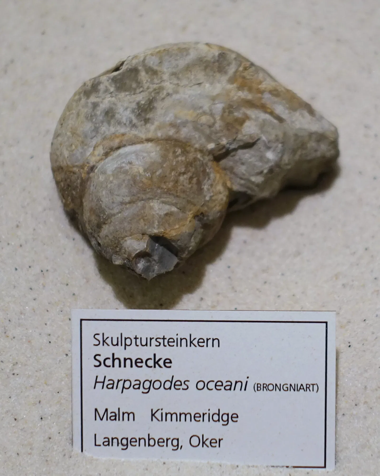 Museo di storia naturale di Braunschweig