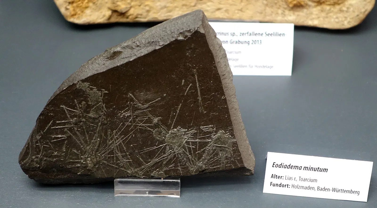 State Natural History Museum