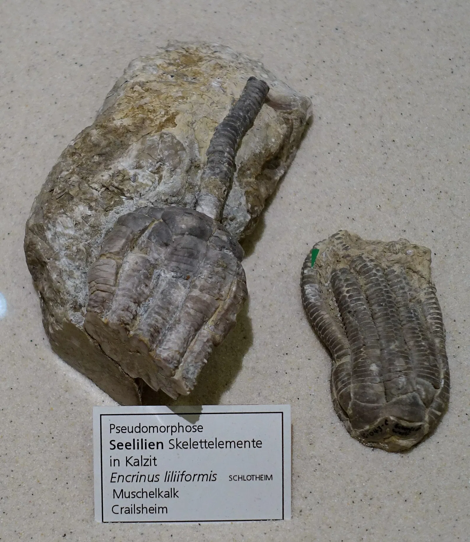 Museo di storia naturale di Braunschweig