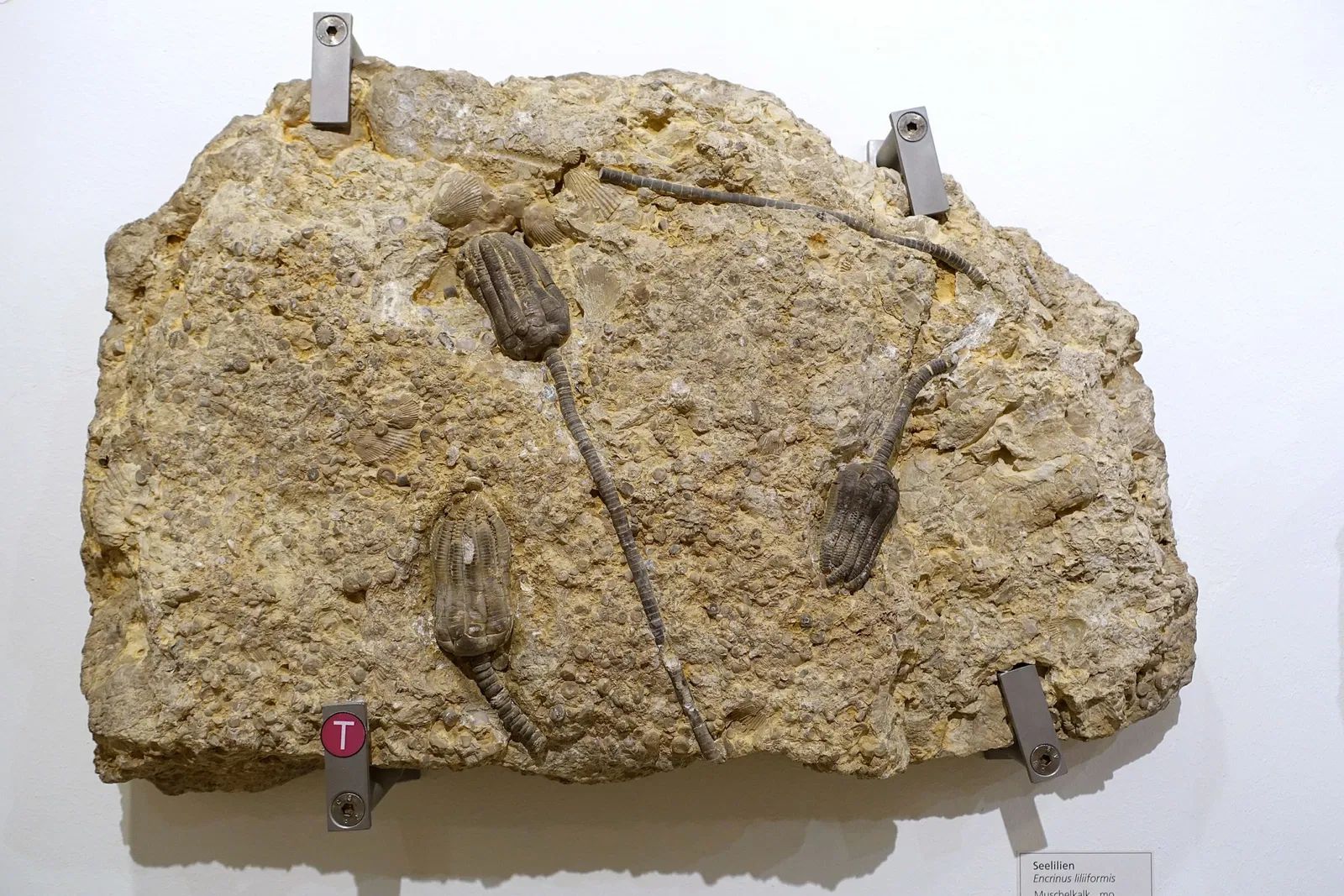 Museo di storia naturale di Braunschweig