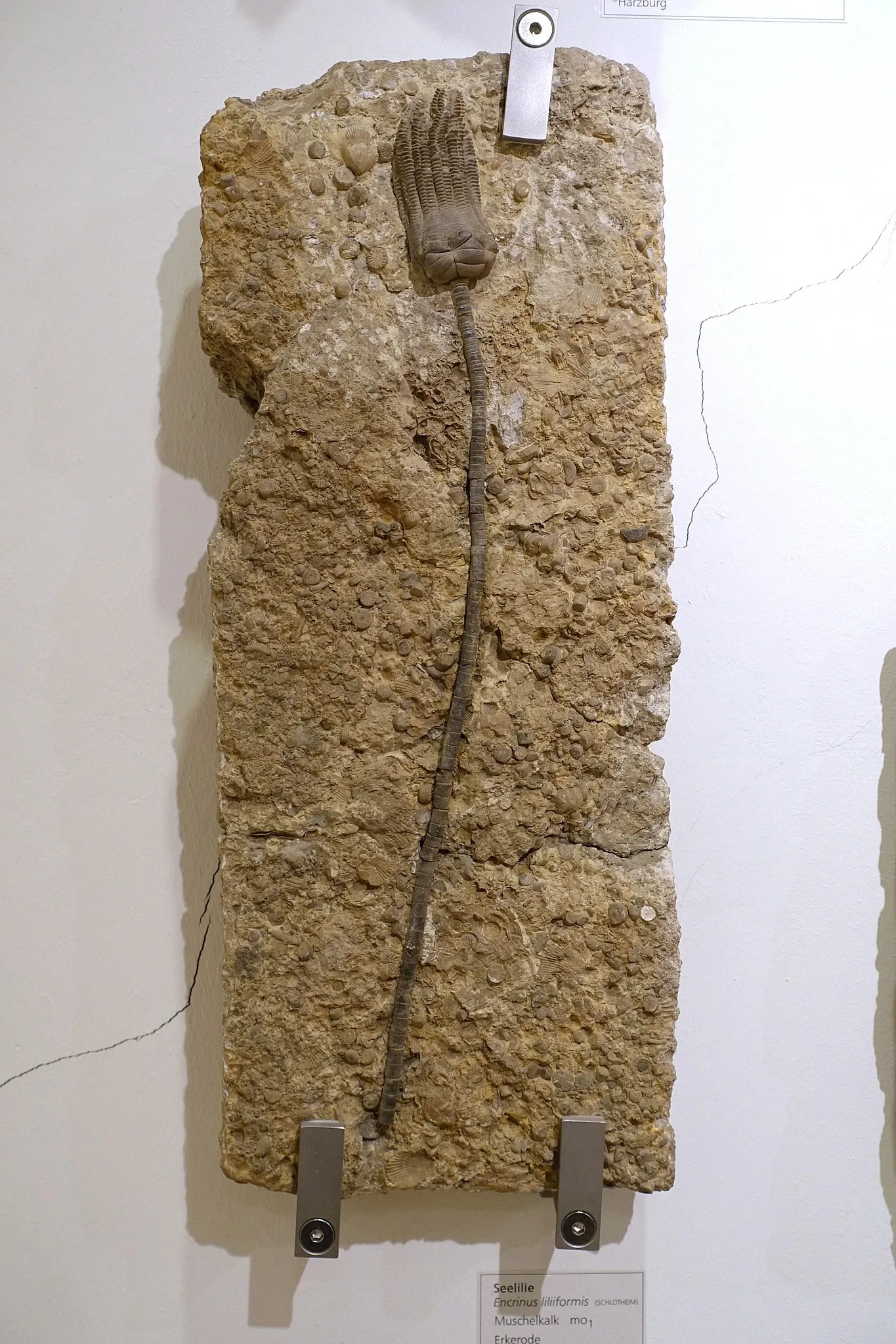 Museo di storia naturale di Braunschweig