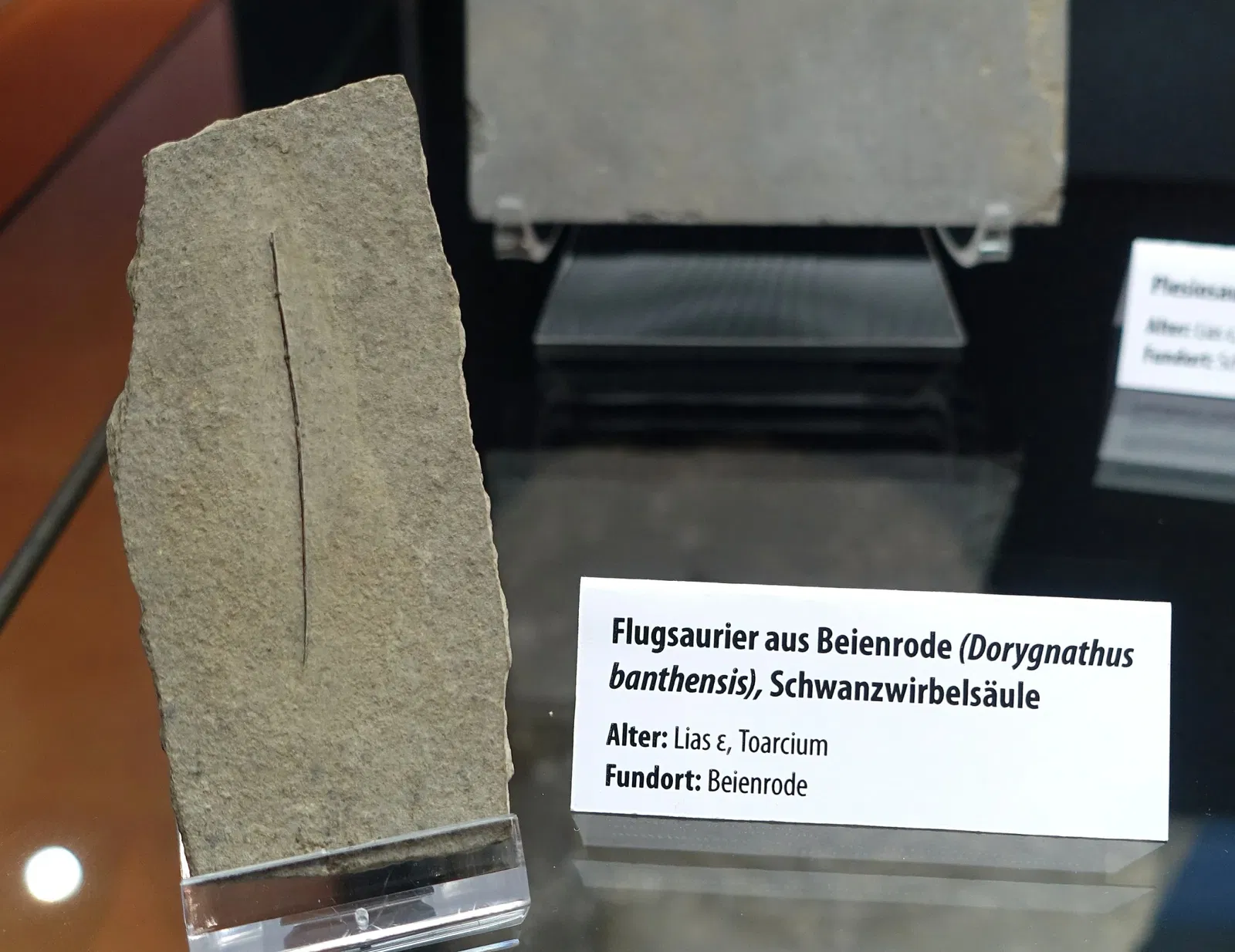 Museo di storia naturale di Braunschweig