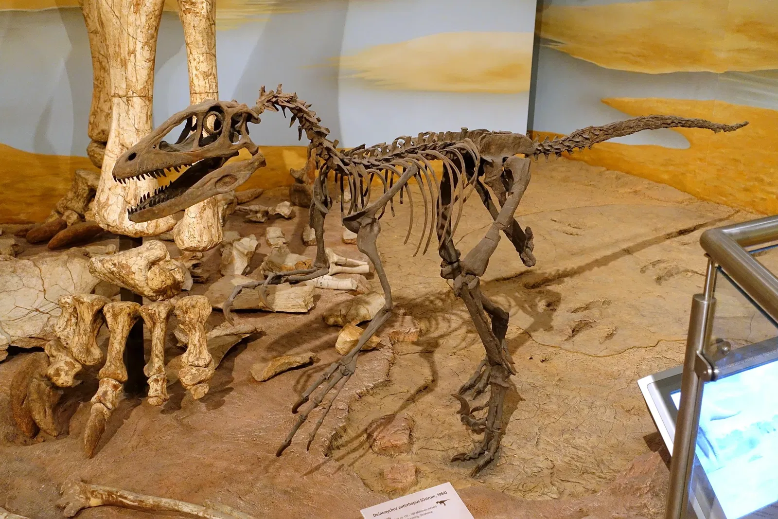 Museo di storia naturale di Braunschweig