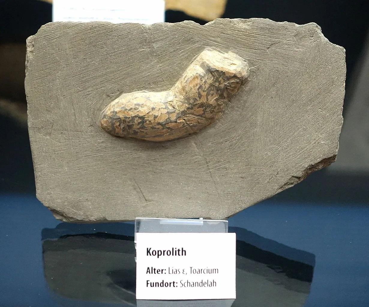 Naturhistorisches Museum Braunschweig