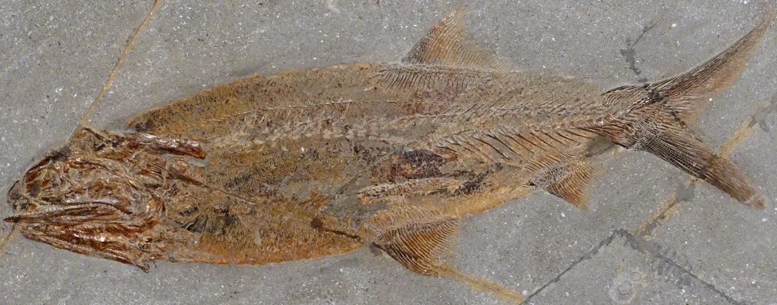 Museo de Historia Natural de Brunswick