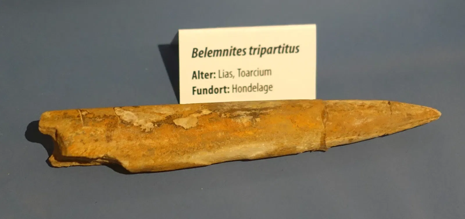 Naturhistorisches Museum Braunschweig