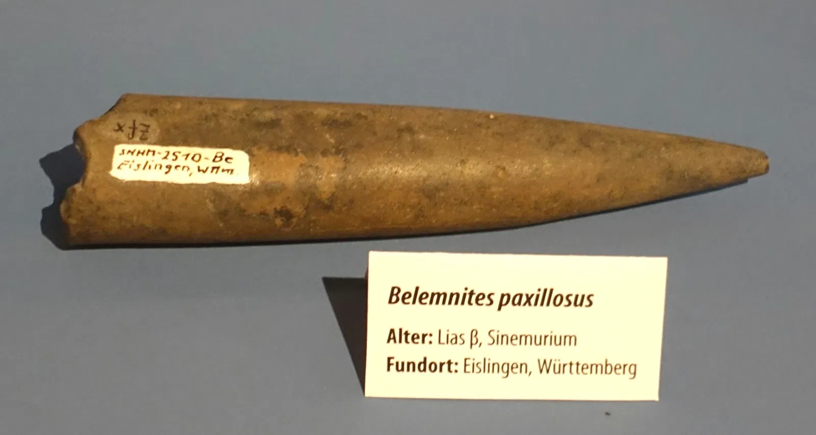 Naturhistorisches Museum Braunschweig