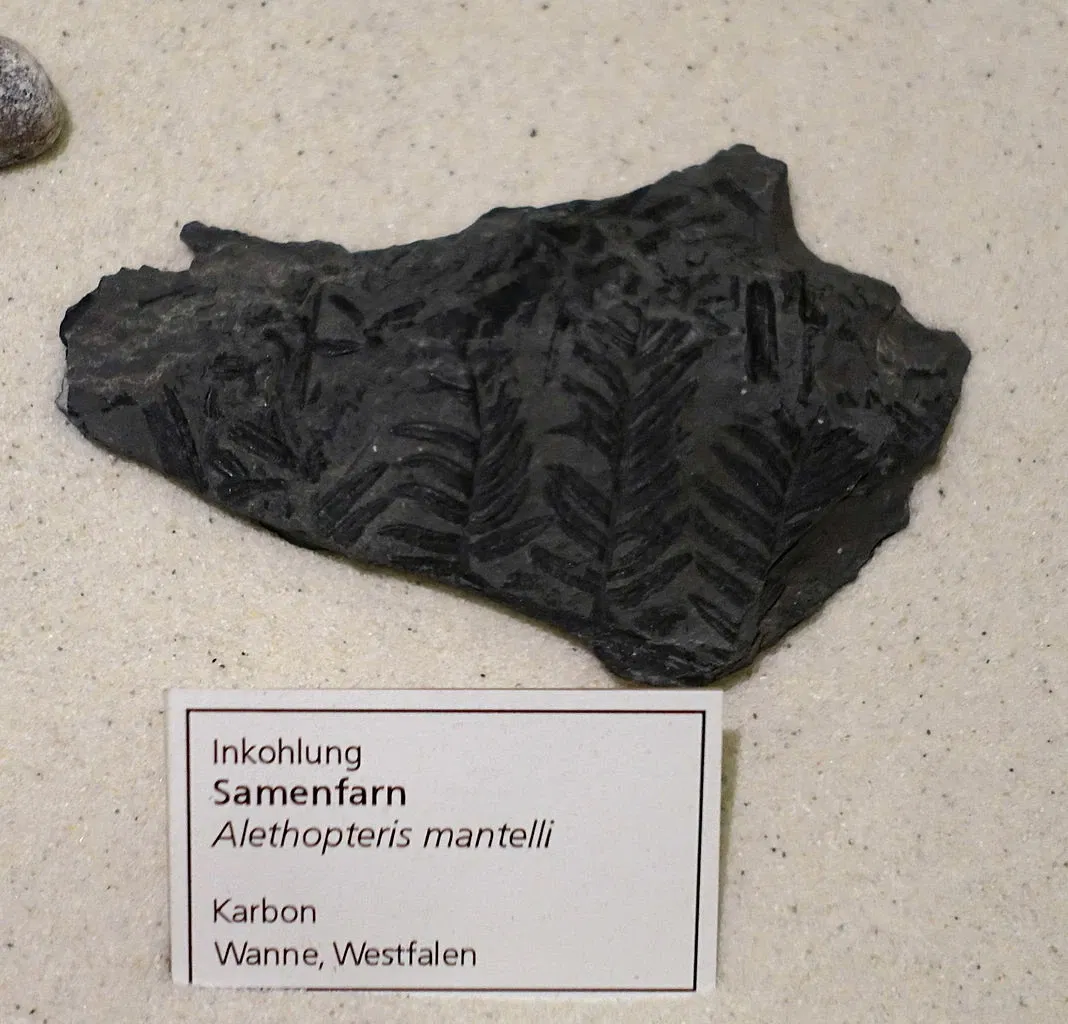 State Natural History Museum