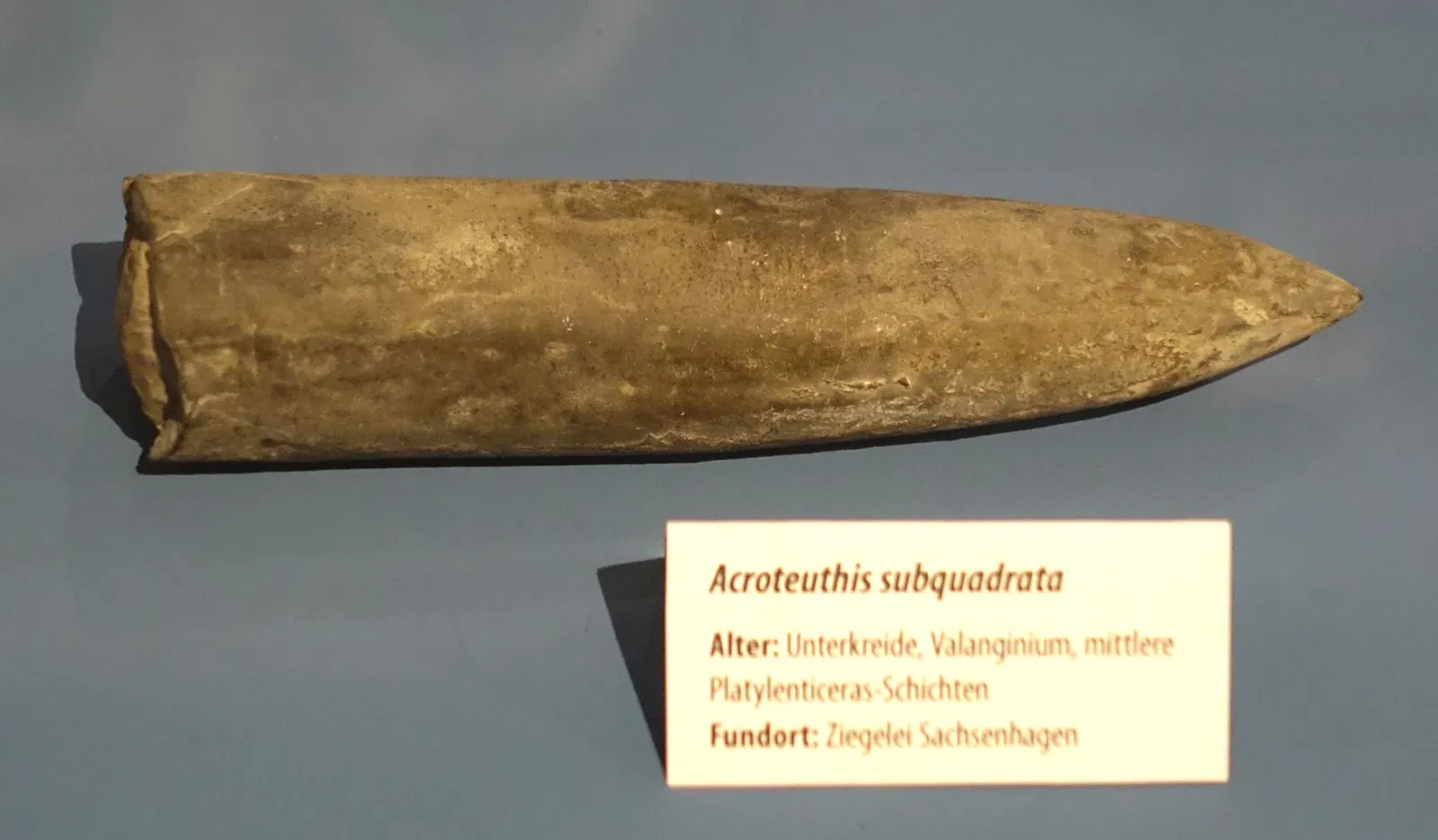 Naturhistorisches Museum Braunschweig