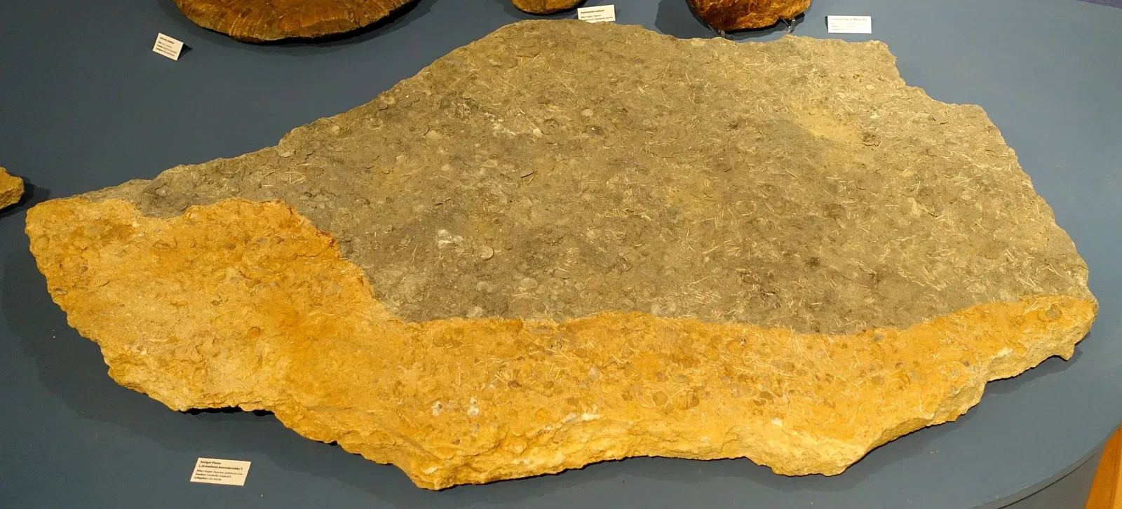 Naturhistorisches Museum Braunschweig