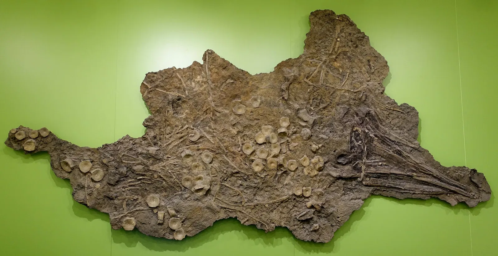 State Natural History Museum