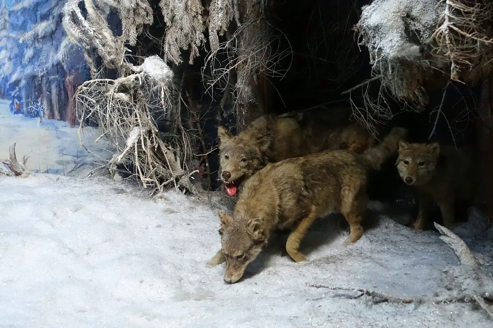 Naturhistorisches Museum Braunschweig
