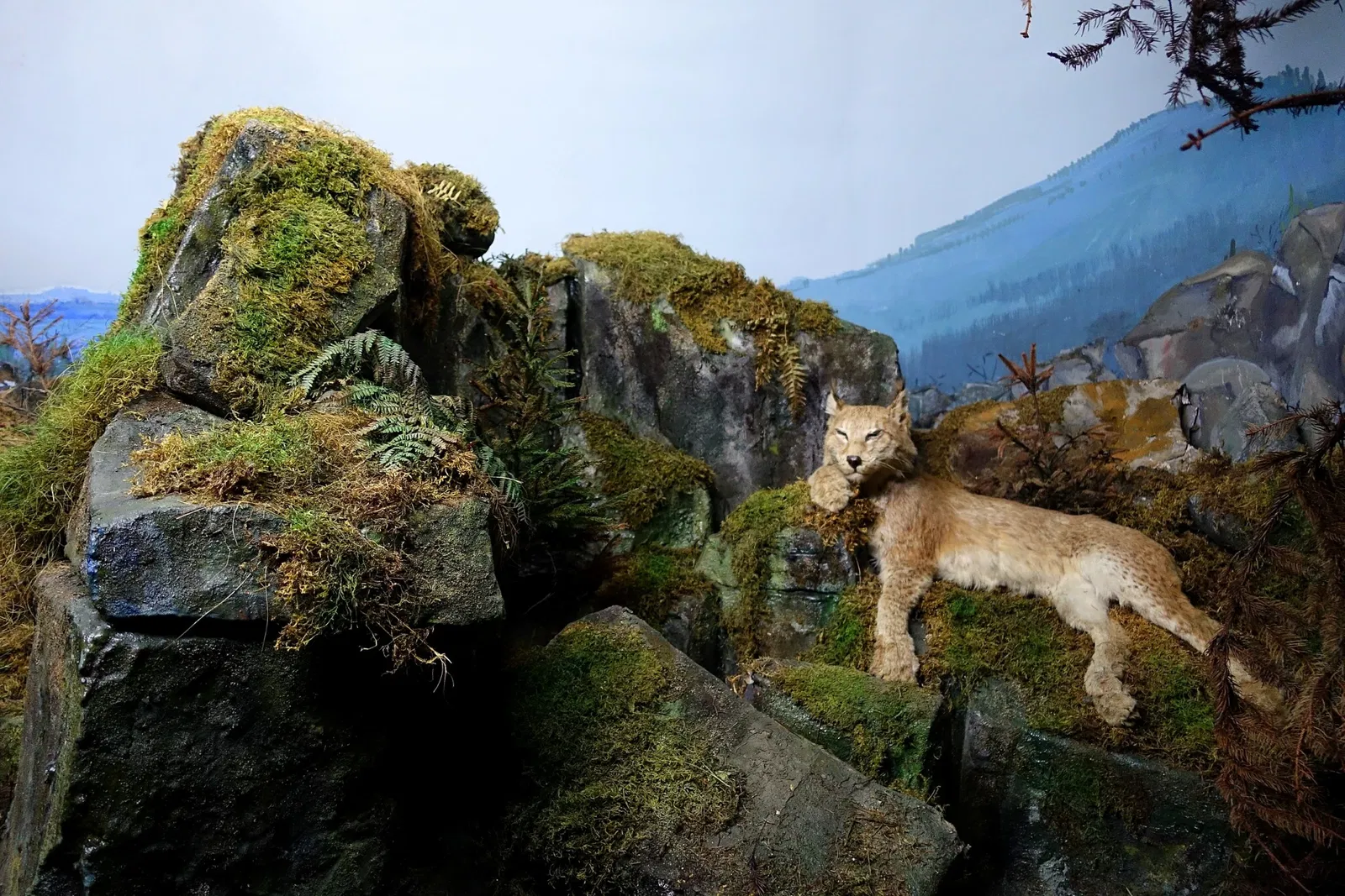 Museo de Historia Natural de Brunswick