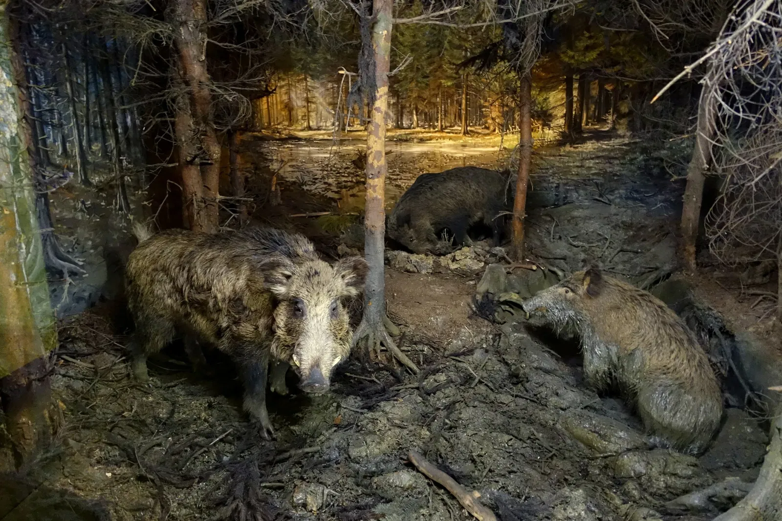 State Natural History Museum