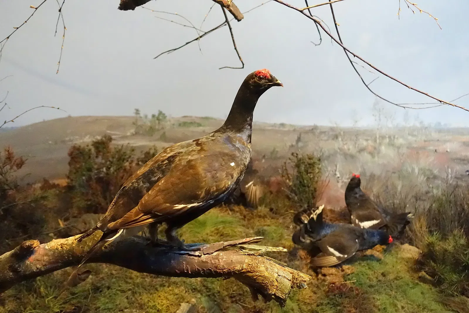 Museo di storia naturale di Braunschweig