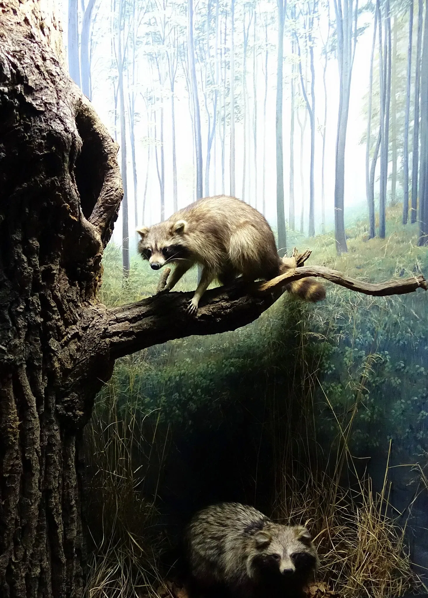 Museo di storia naturale di Braunschweig