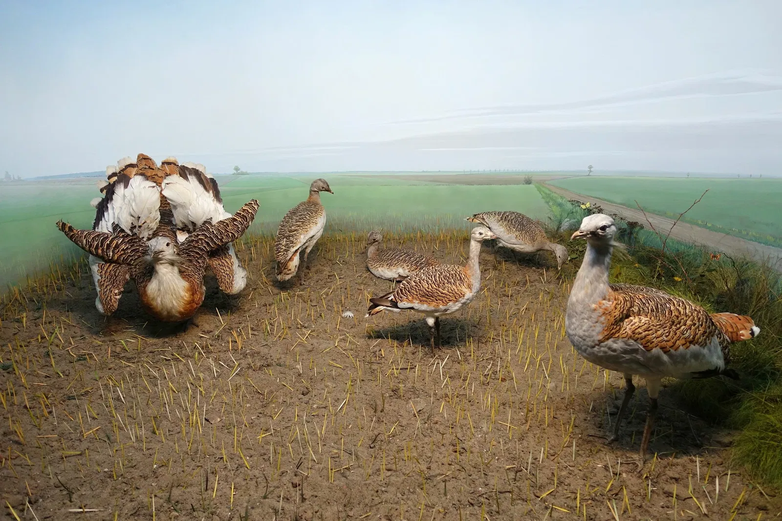 Museo di storia naturale di Braunschweig