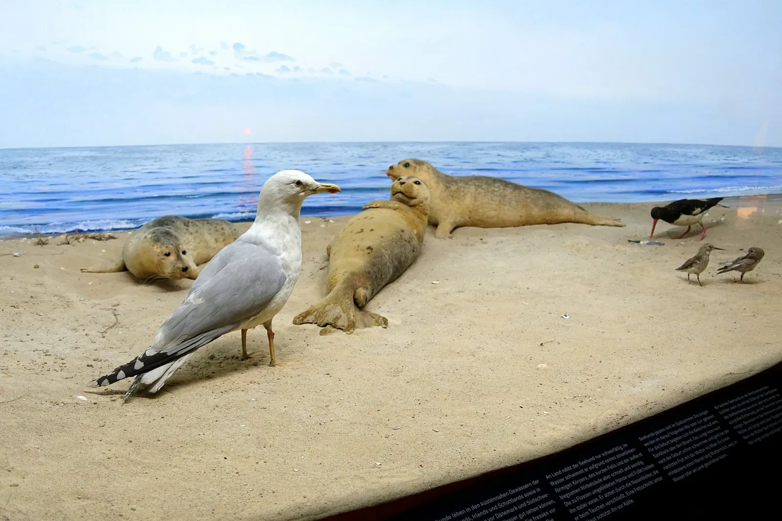 Museo di storia naturale di Braunschweig