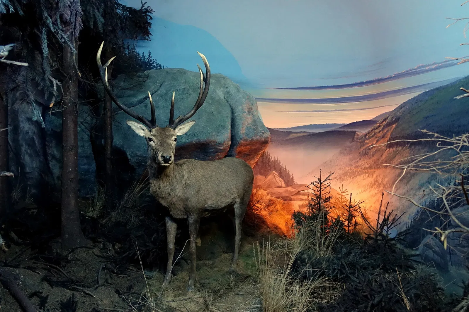 State Natural History Museum