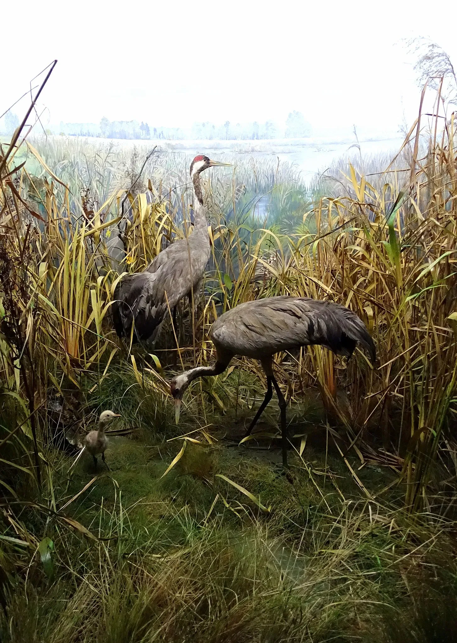 Naturhistorisches Museum Braunschweig