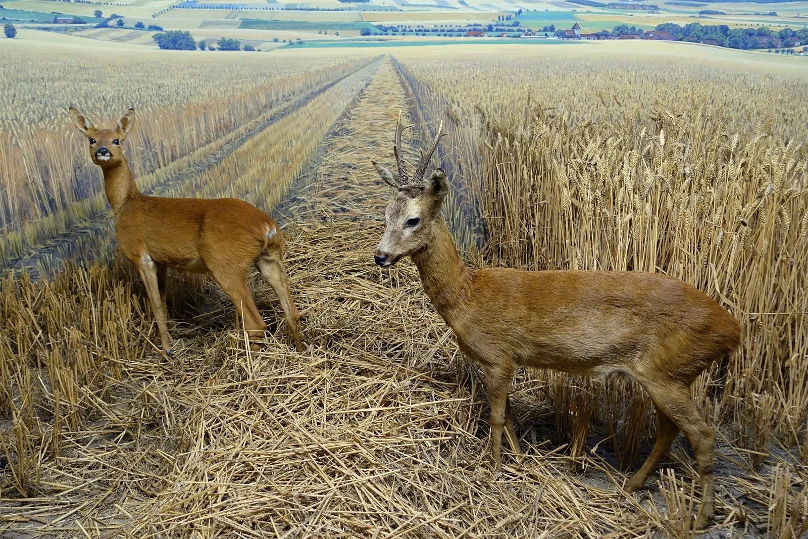 Naturhistorisches Museum Braunschweig