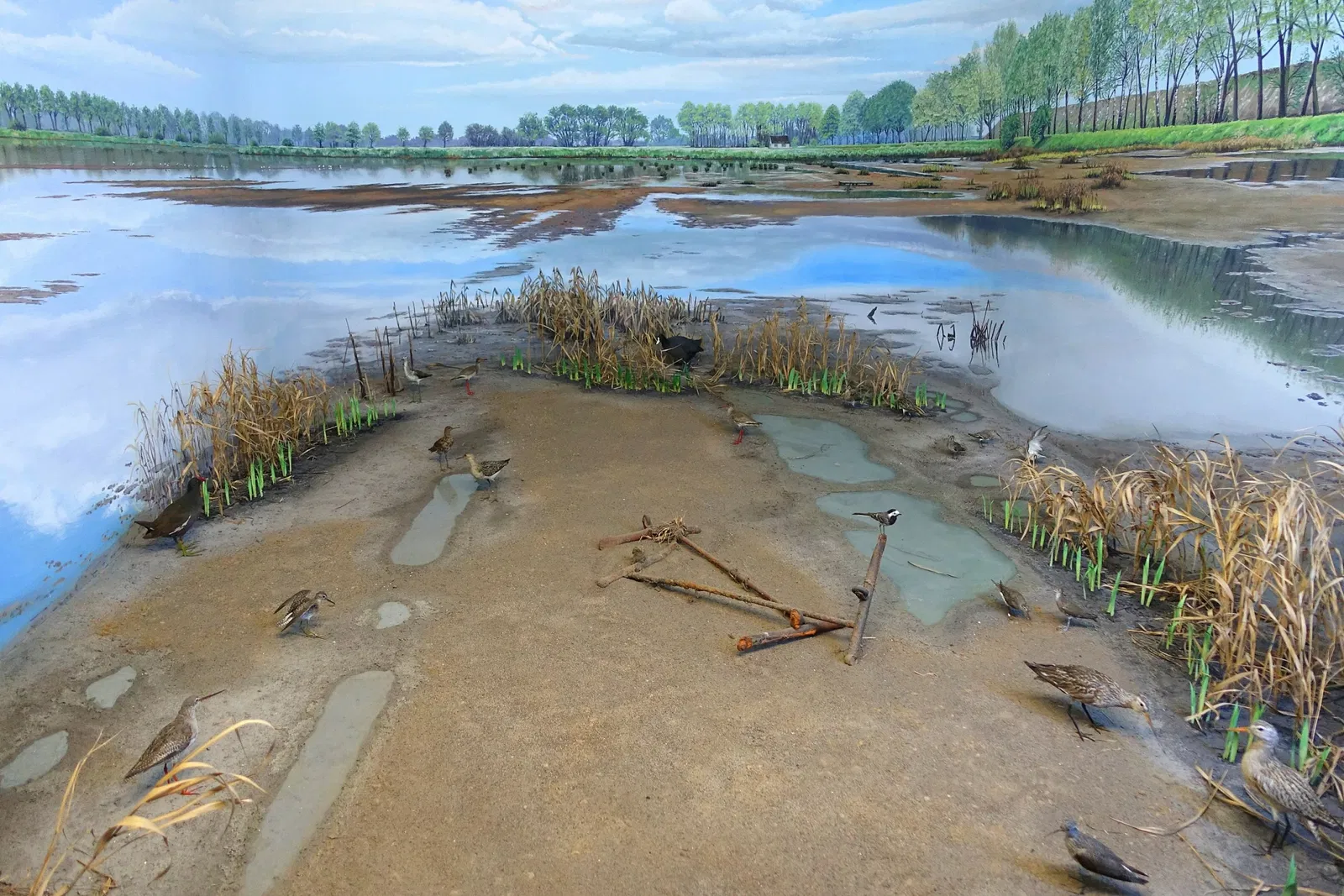 Museo di storia naturale di Braunschweig