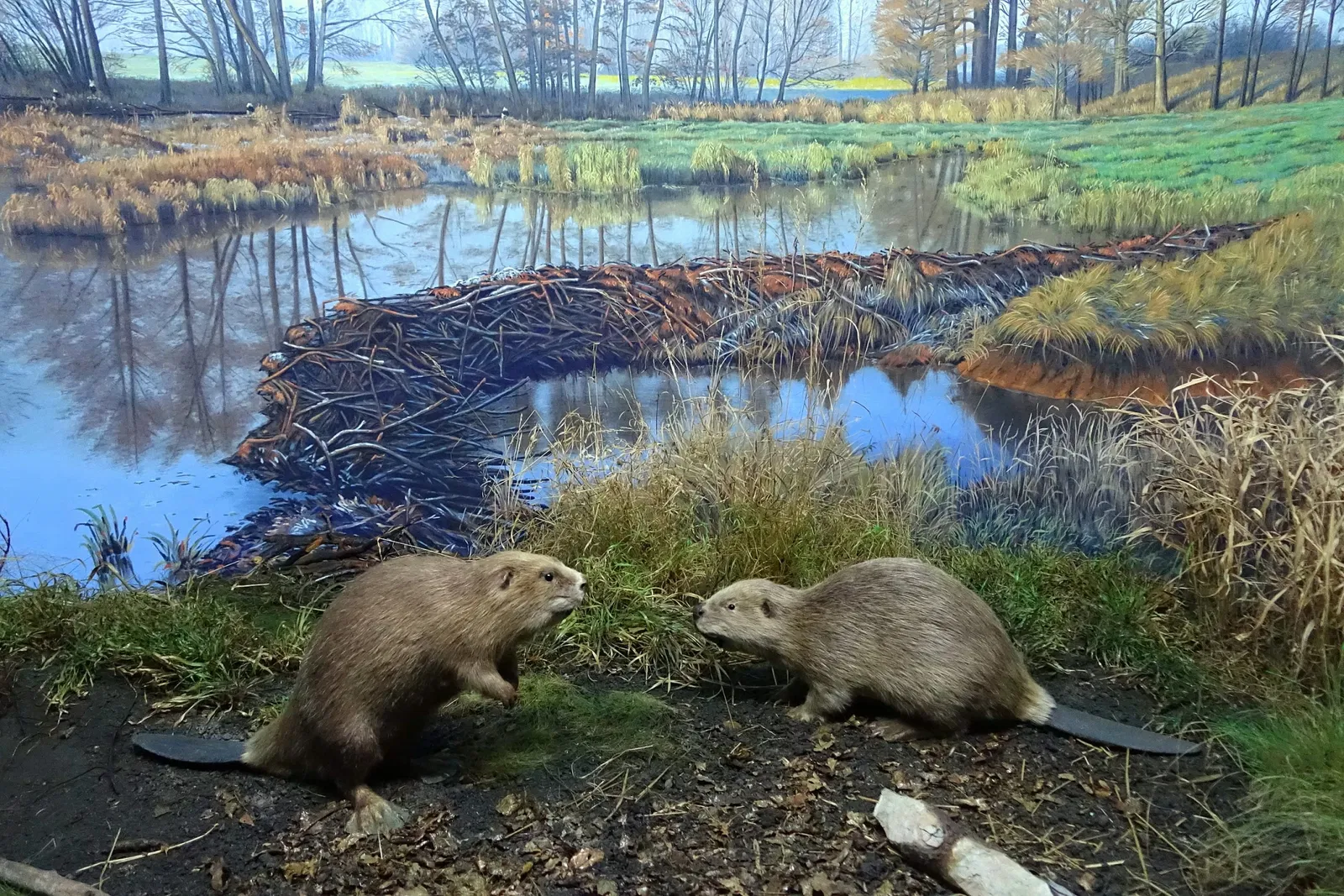 Museo di storia naturale di Braunschweig