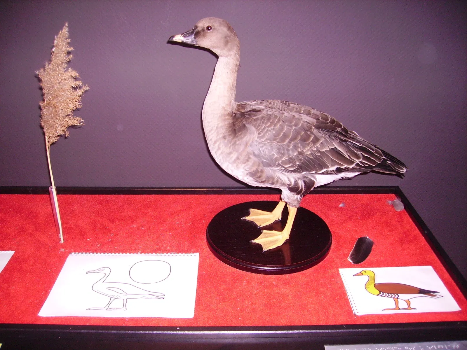 Historisches Museum der Pfalz