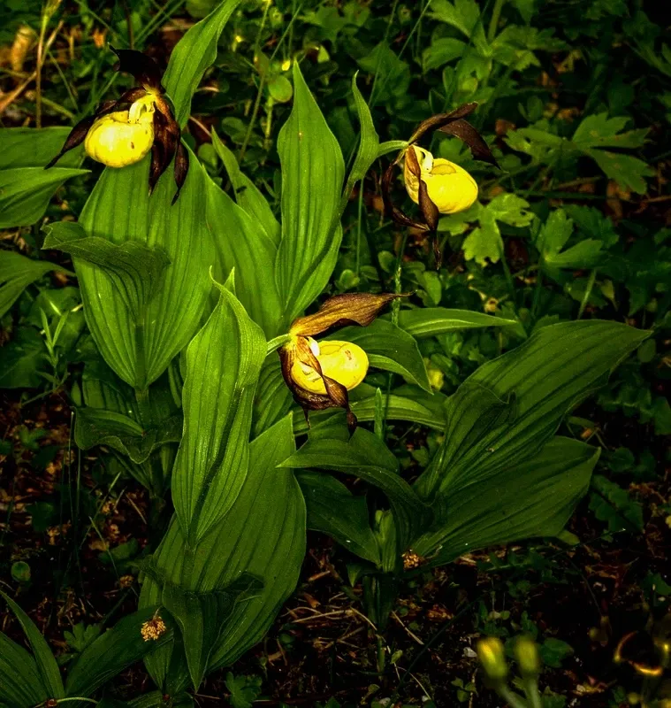 Alpengarten Villacher Alpe