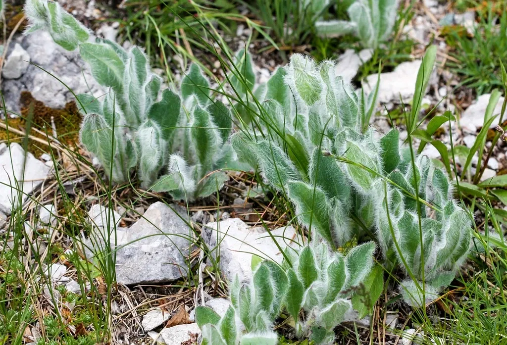 Alpengarten Villacher Alpe