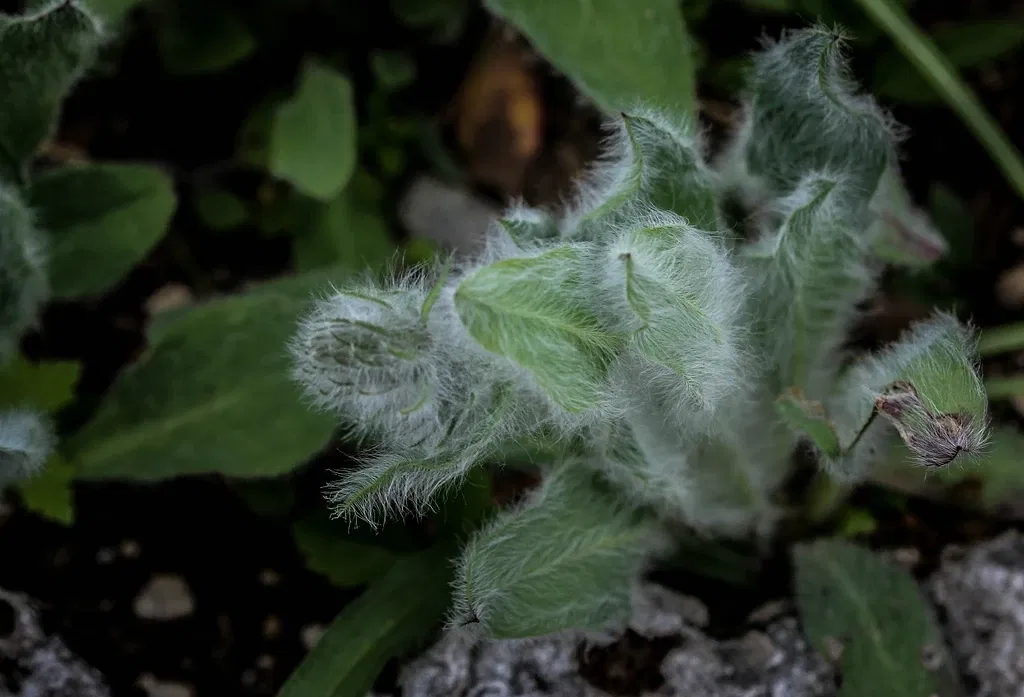 Alpengarten Villacher Alpe
