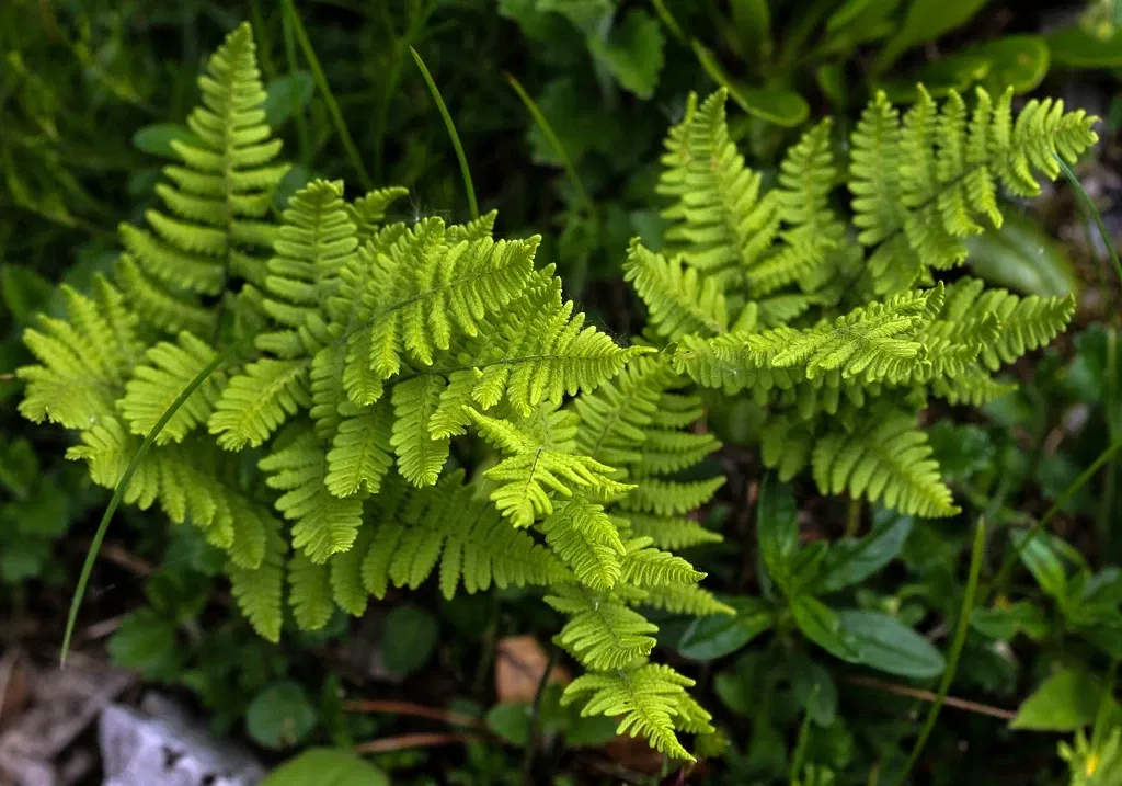 Alpengarten Villacher Alpe