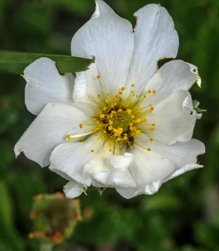 Alpengarten Villacher Alpe