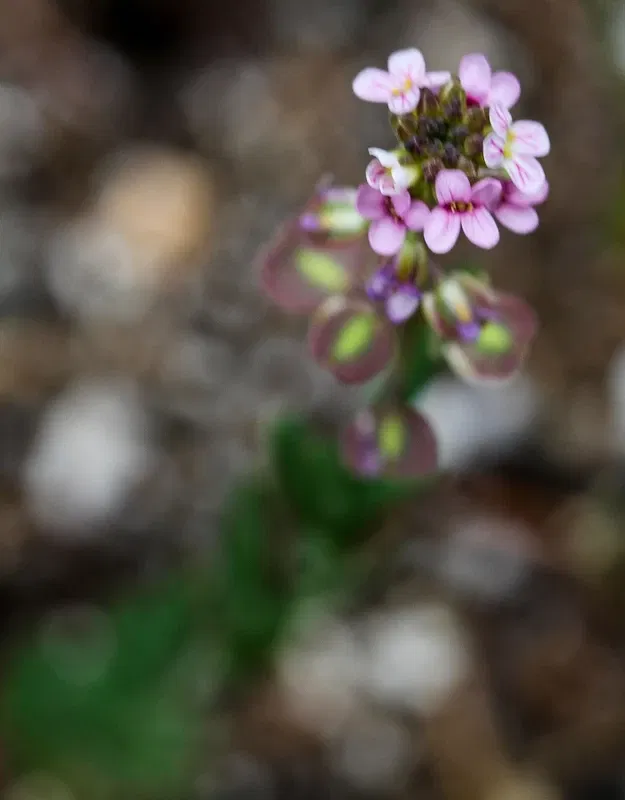 Alpengarten Villacher Alpe