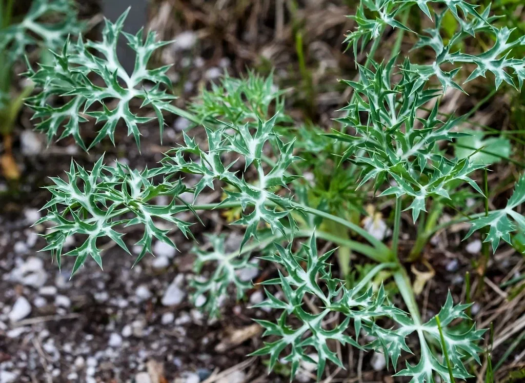 Alpengarten Villacher Alpe
