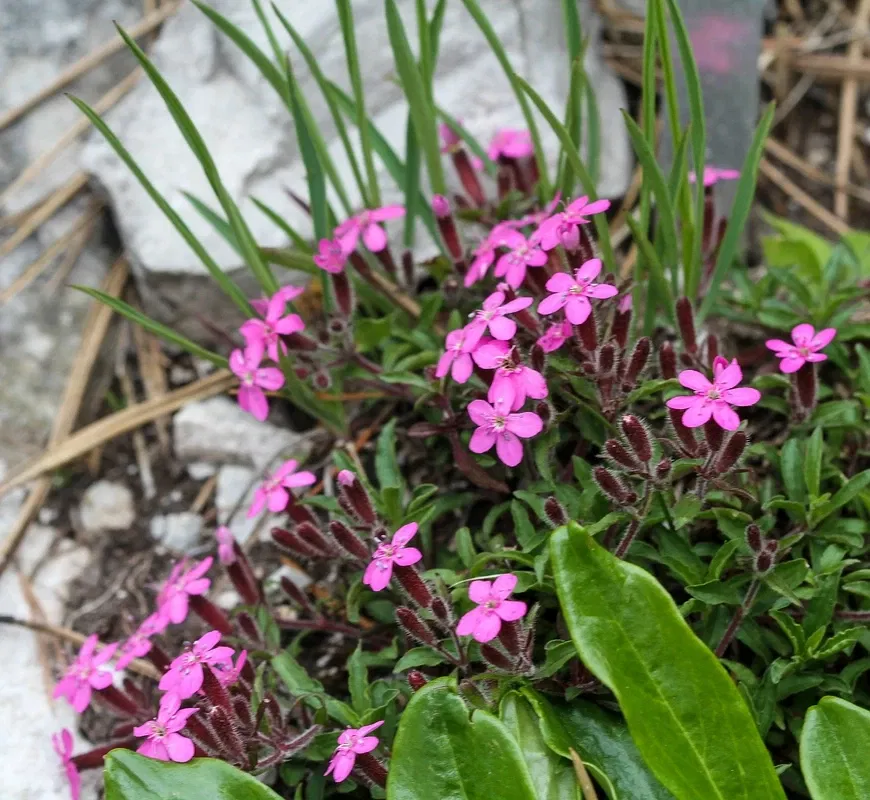Alpengarten Villacher Alpe