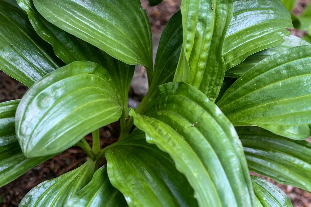 Alpengarten Villacher Alpe