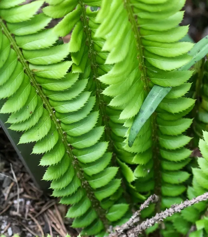 Alpengarten Villacher Alpe