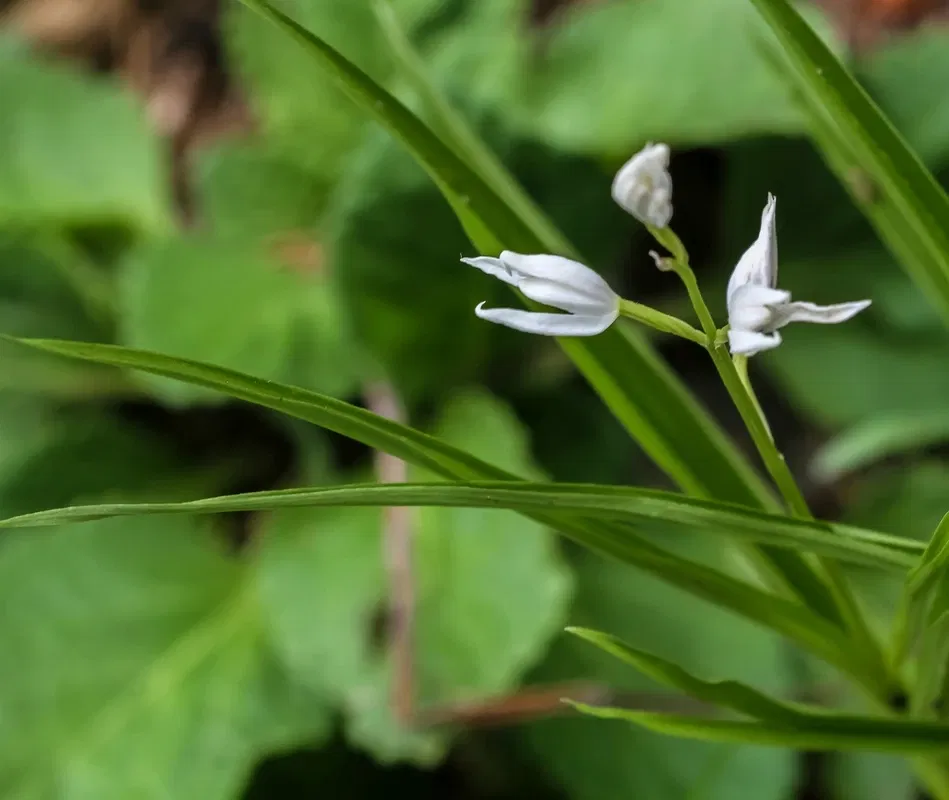 Alpengarten Villacher Alpe