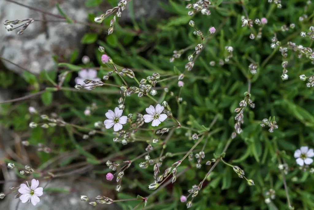 Alpengarten Villacher Alpe
