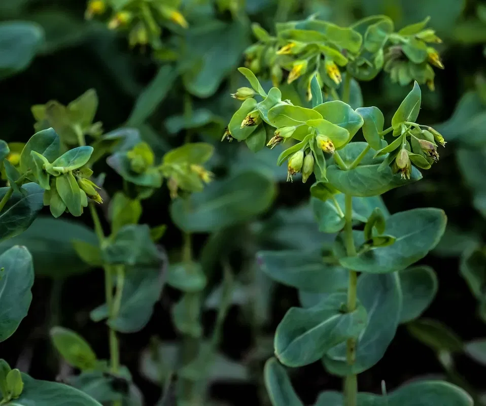 Alpengarten Villacher Alpe