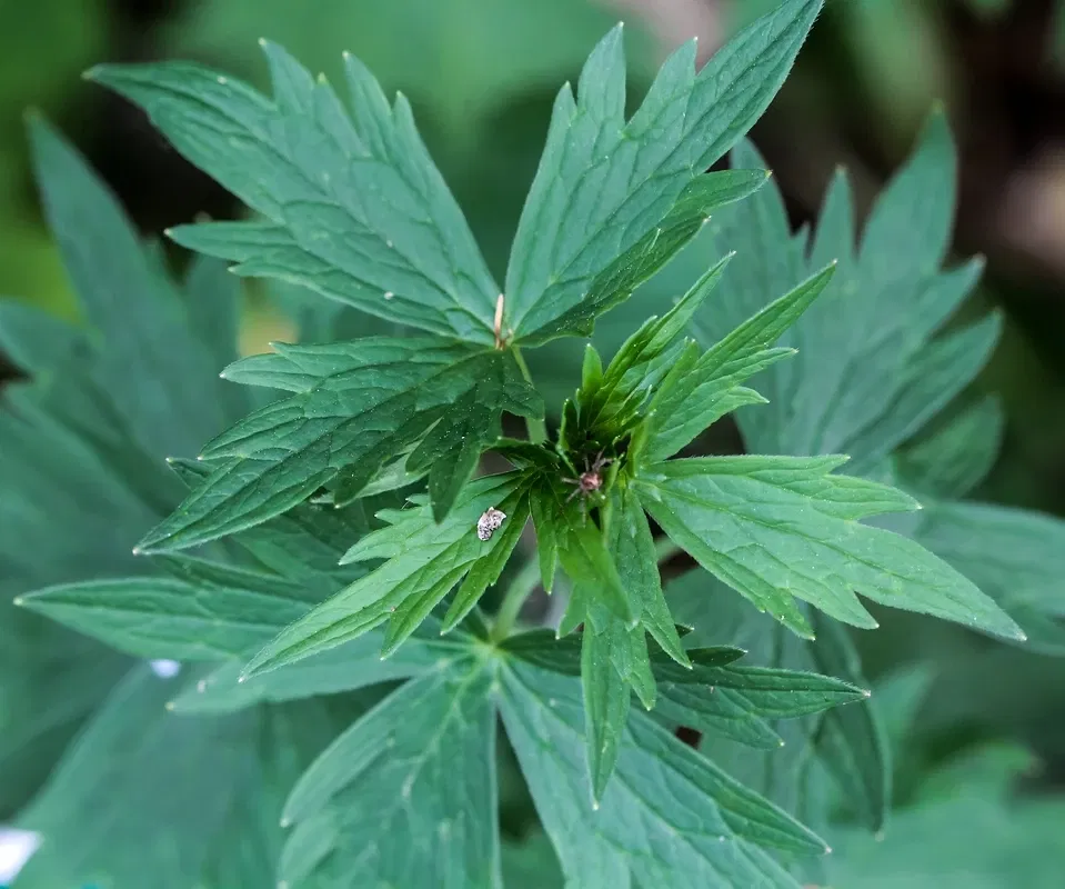 Alpengarten Villacher Alpe