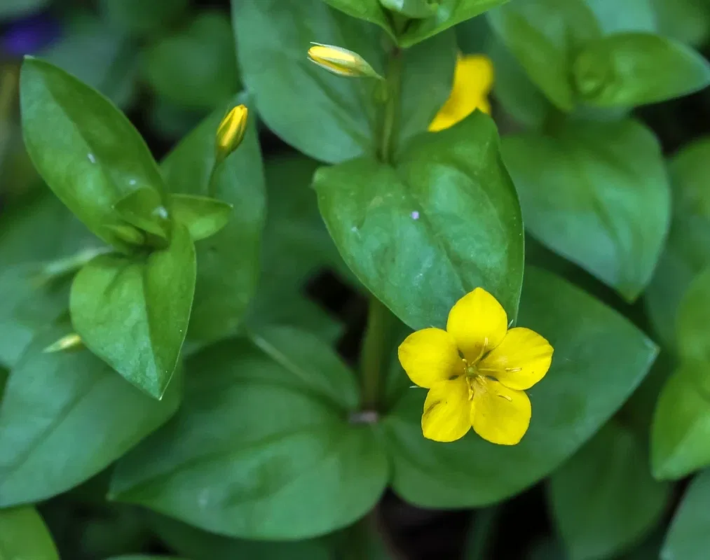 Alpengarten Villacher Alpe