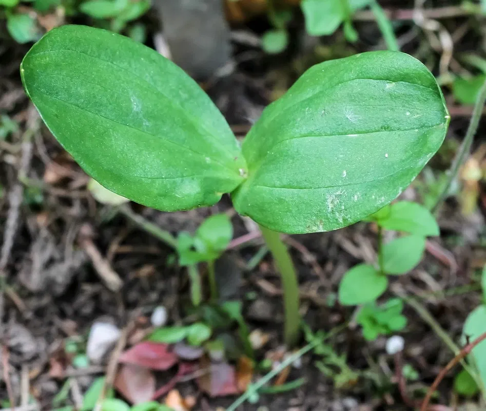 Alpengarten Villacher Alpe