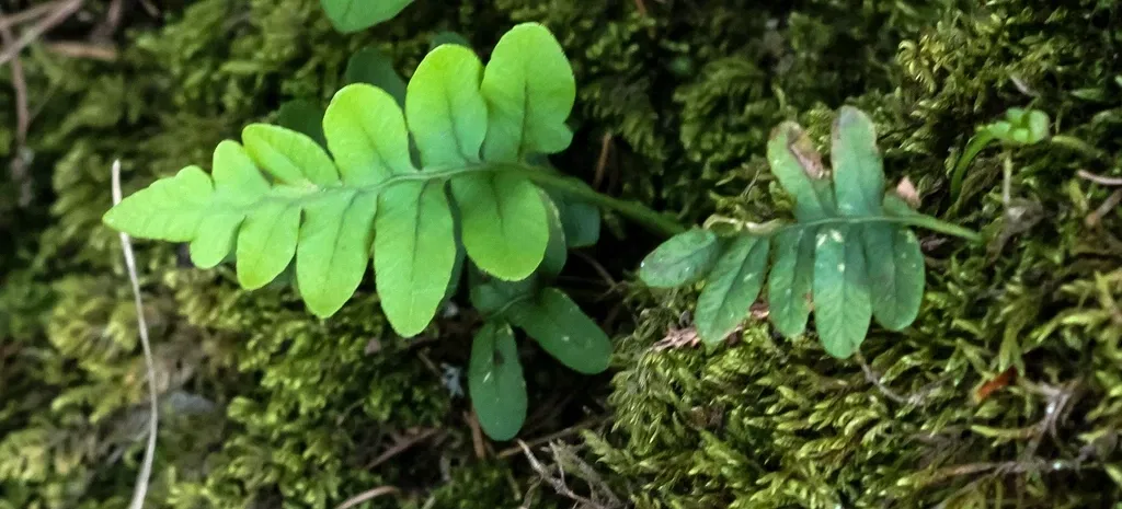 Alpengarten Villacher Alpe