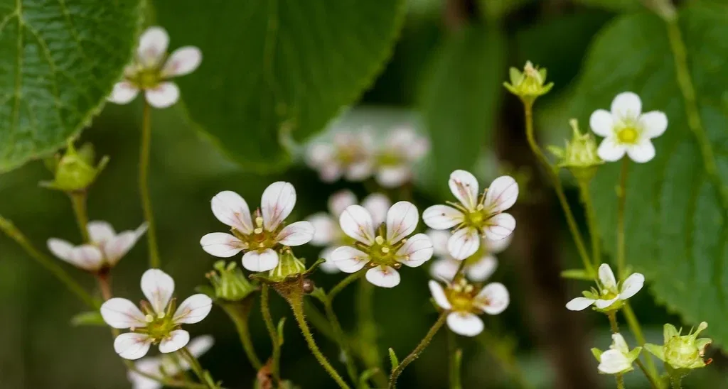 Alpengarten Villacher Alpe