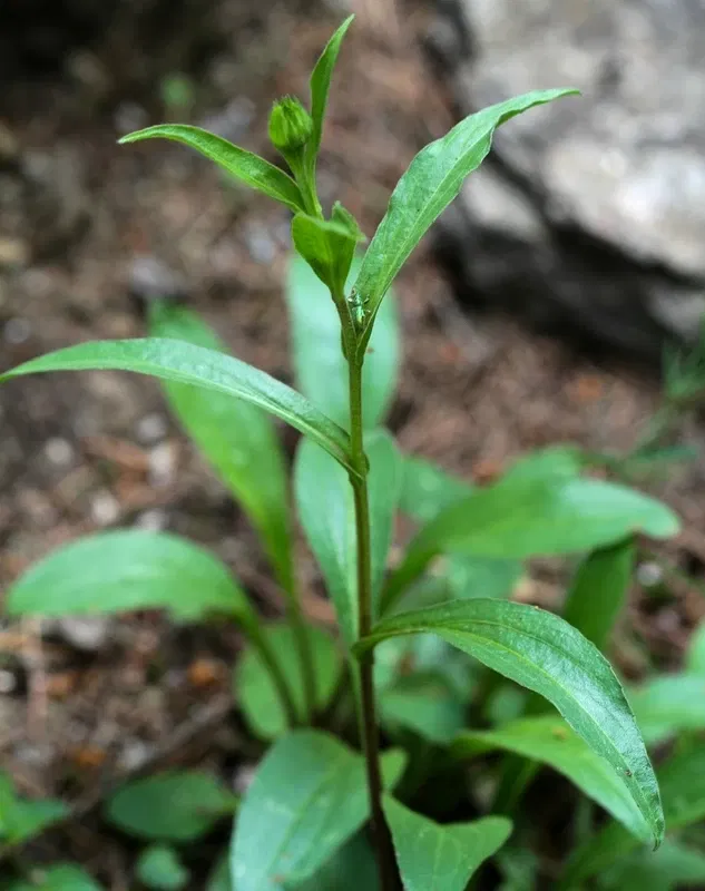 Alpengarten Villacher Alpe