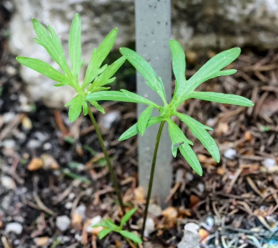 Alpengarten Villacher Alpe