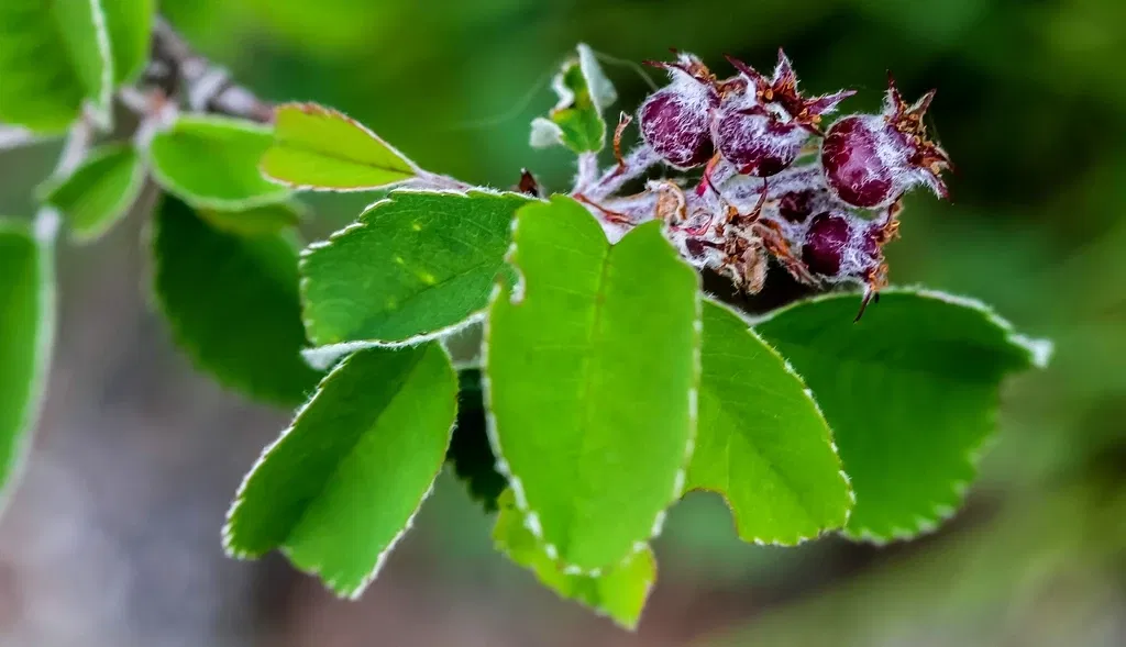 Alpengarten Villacher Alpe